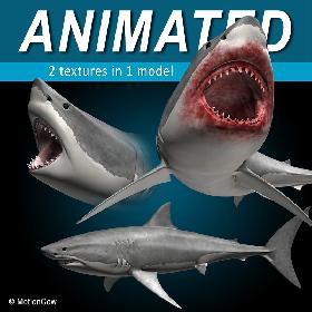 Great White Shark